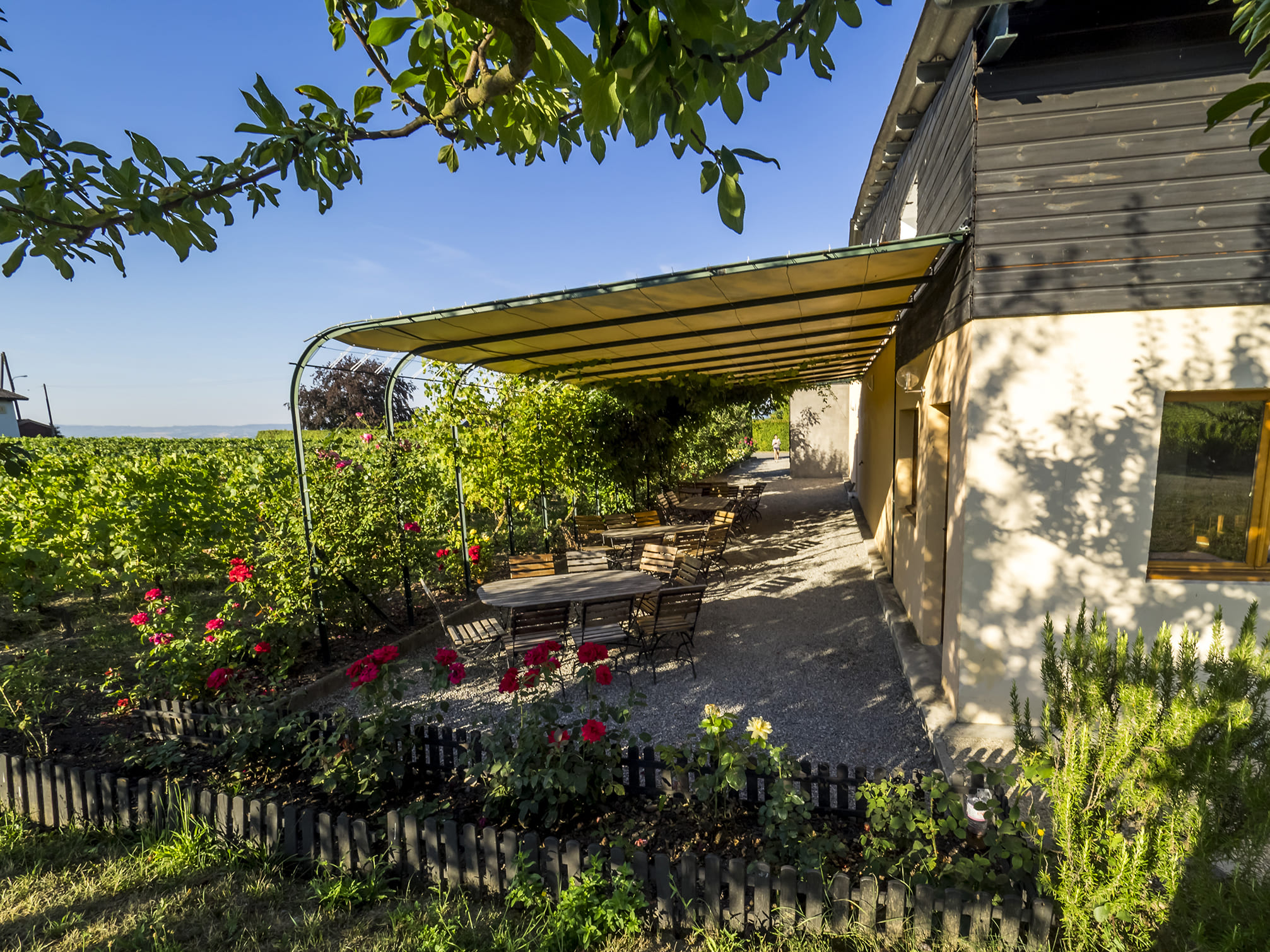 Chasse aux oeufs dans les vignes, fluo party et dégustation de vins à Peissy - Photo 12