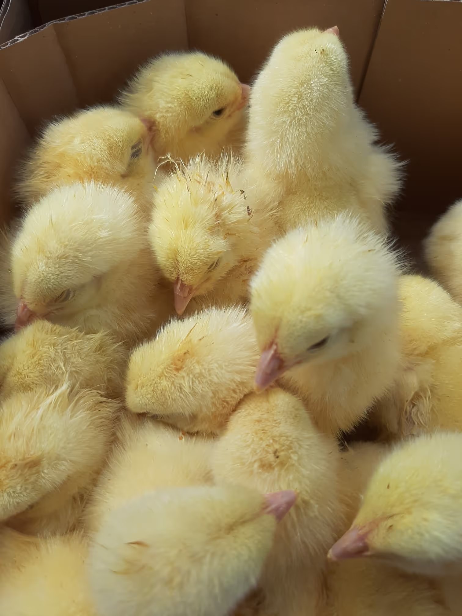 Chasse aux oeufs, jeux de foire et dégustation de vins à Avusy - Photo 5